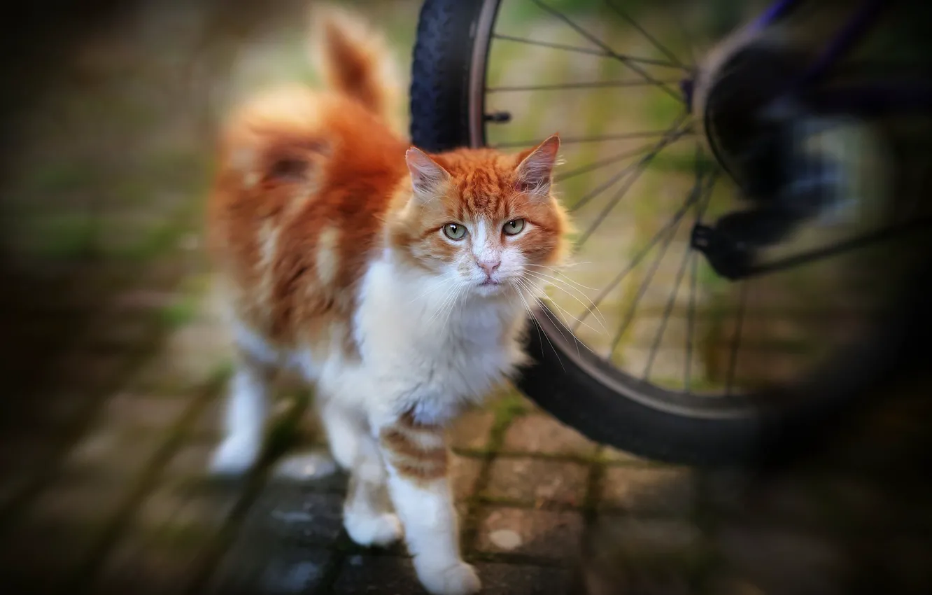 Photo wallpaper cat, cat, bike, red