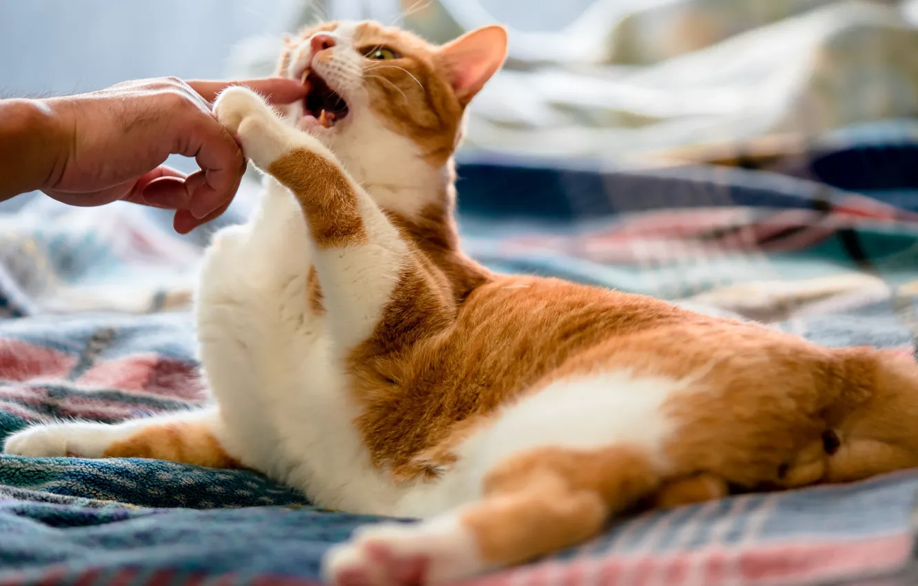 Photo wallpaper cat, red, fingers