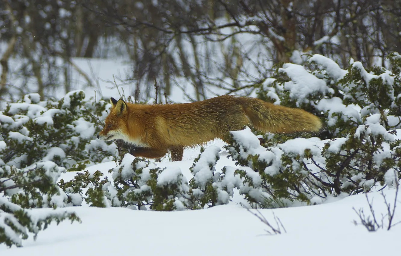 Photo wallpaper forest, predator, Fox, runs