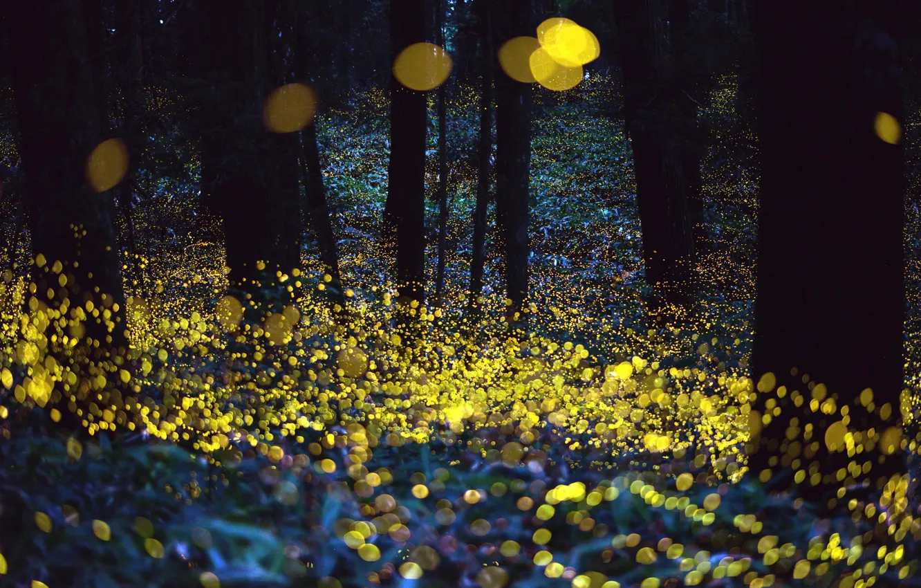 Photo wallpaper forest, night, fireflies, the evening, bokeh