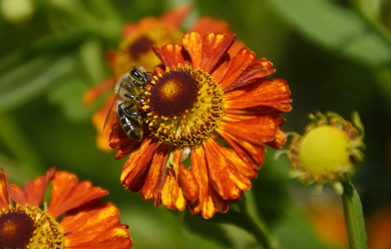 Photo wallpaper summer, macro, flowers, bee