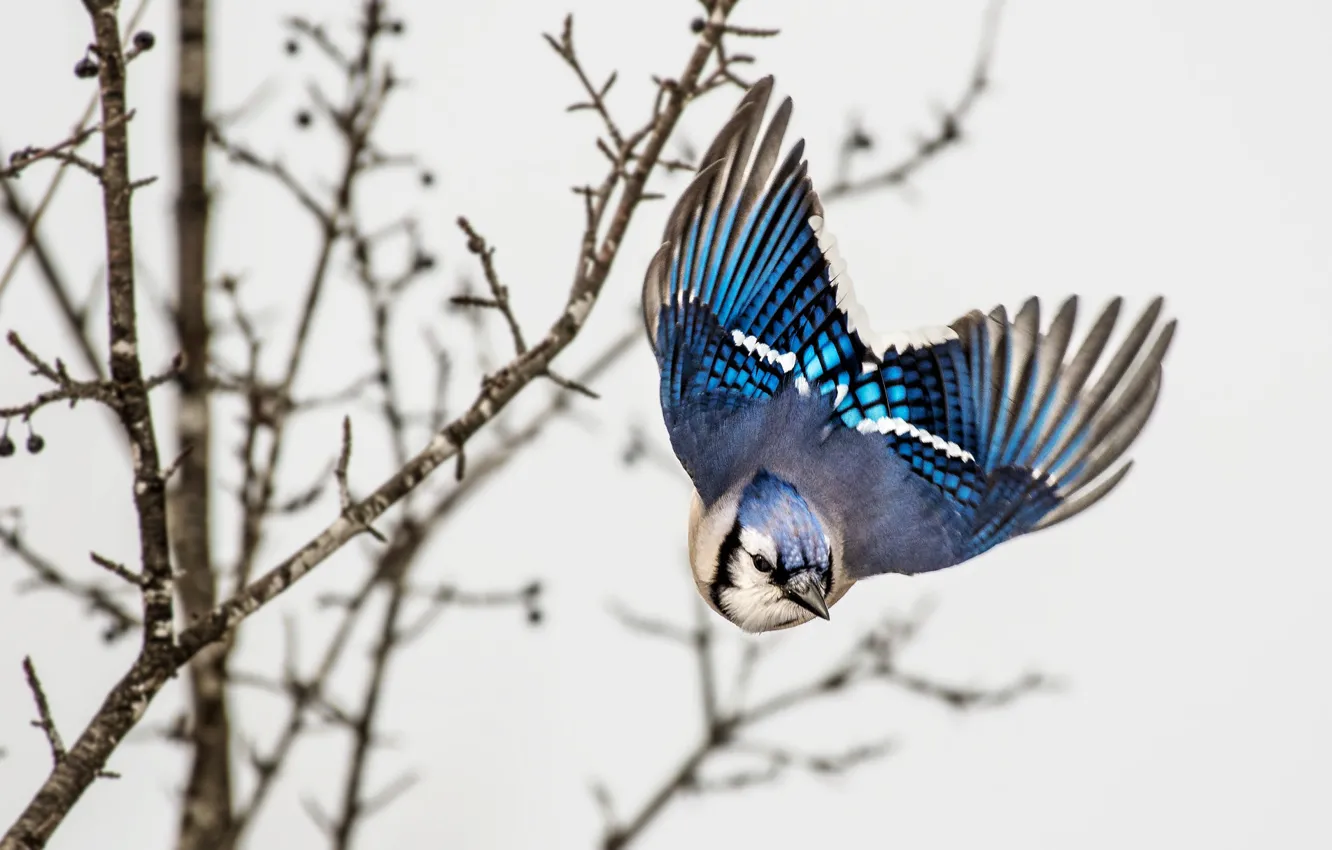 Photo wallpaper flight, branches, bird, bright, wings, white background, Jay, the scope