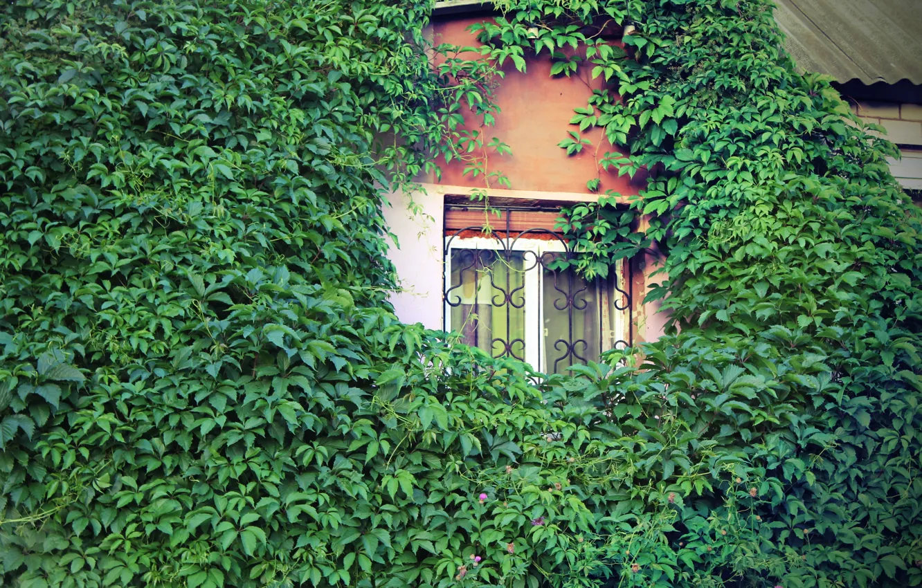 Photo wallpaper greens, trees, nature, home, window