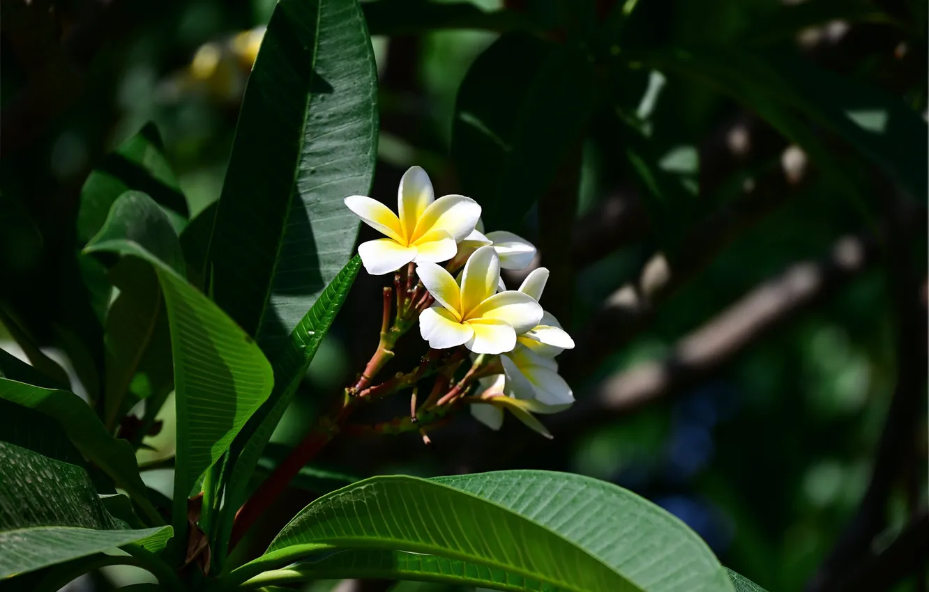 Photo wallpaper flowers, nature, plant, plumeria
