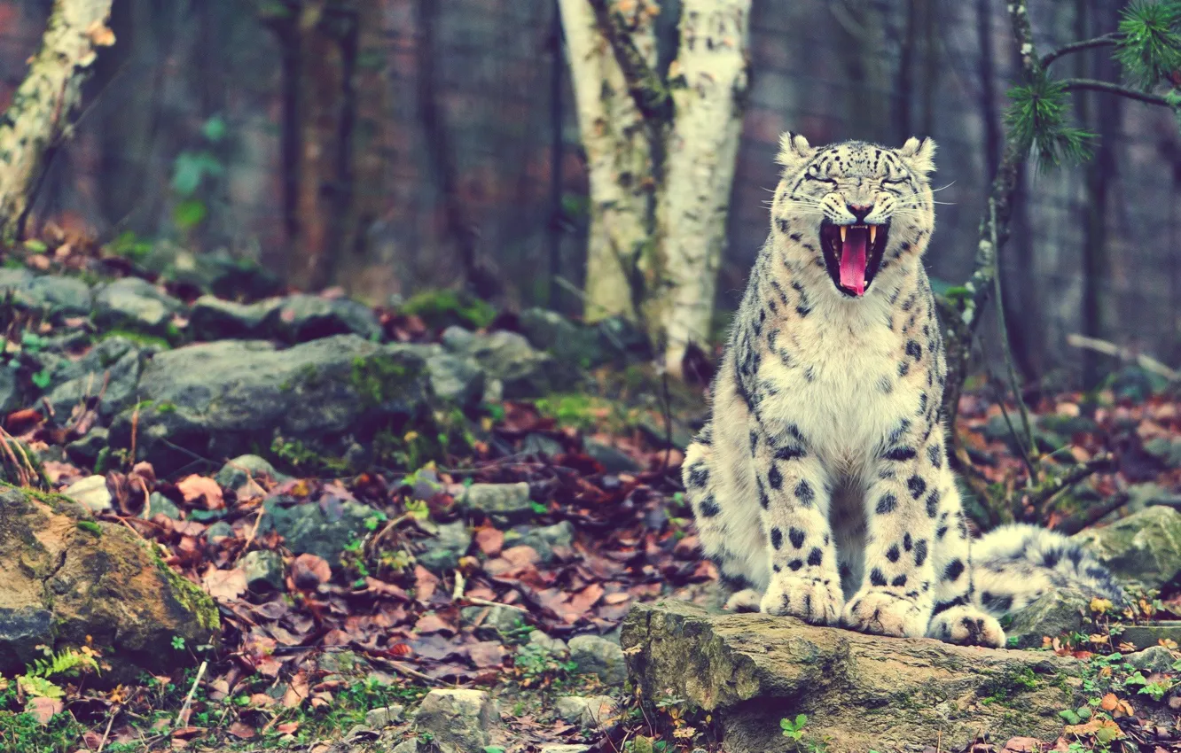 Photo wallpaper IRBIS, snow leopard, snow leopard, cat, looking, sitting, mom, rock download