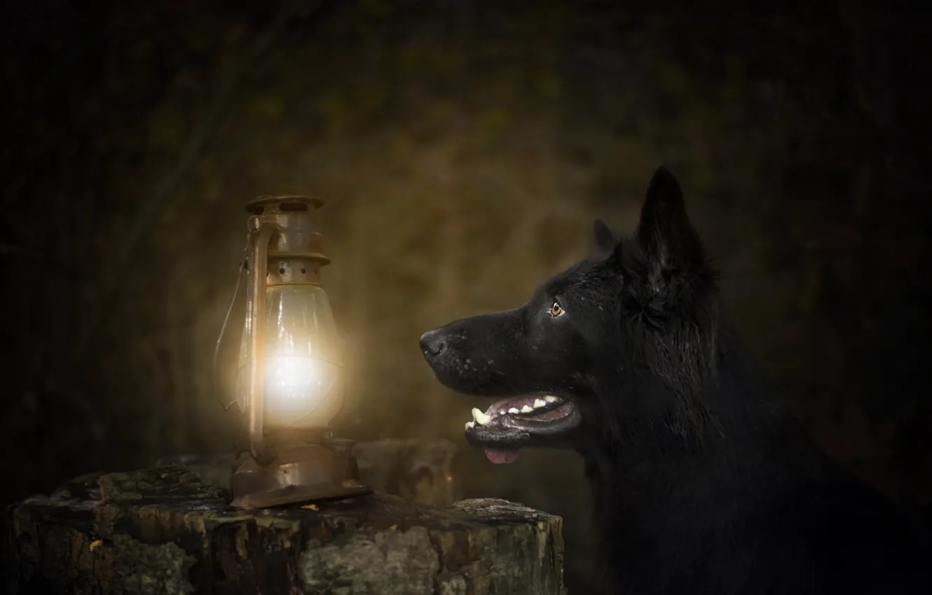 Photo wallpaper background, lamp, dog
