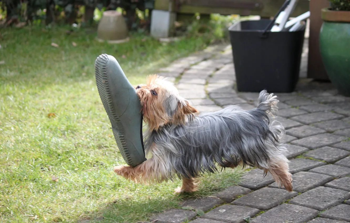 Photo wallpaper dog, sneaker, bears