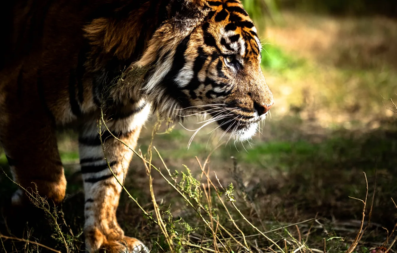Photo wallpaper grass, look, face, nature, tiger, paws, profile, sneaks