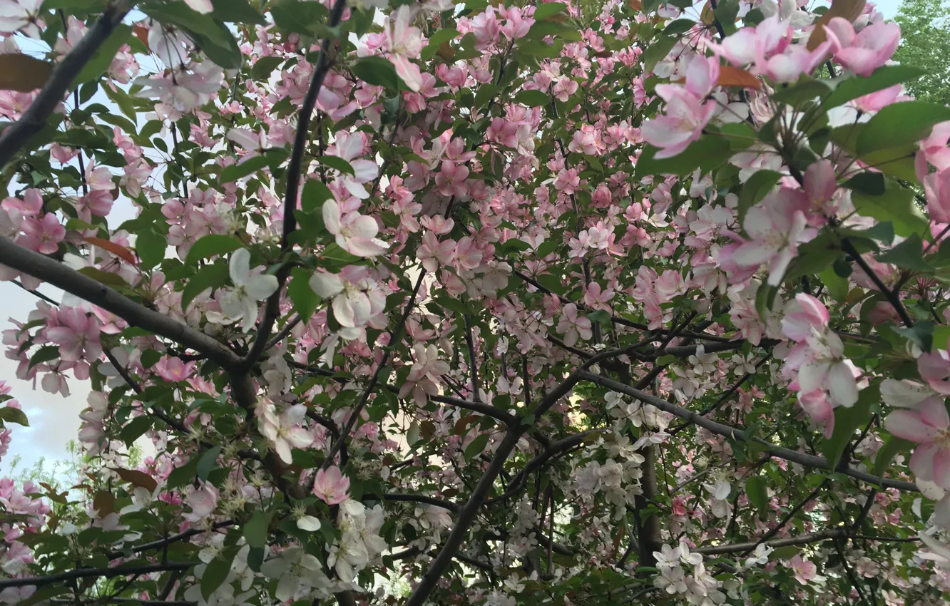 Photo wallpaper trees, flowers, nature, plant, flora