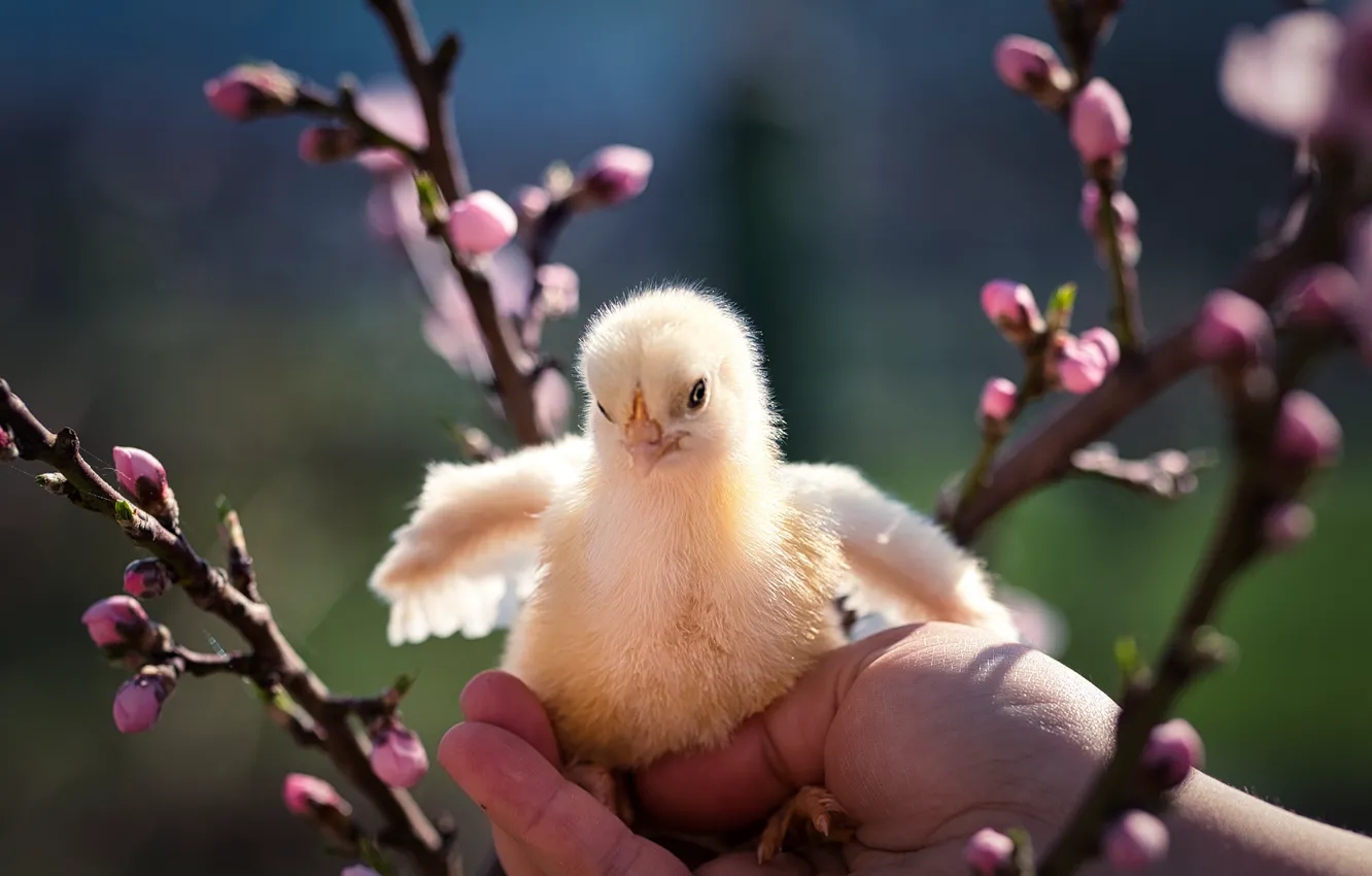 Photo wallpaper light, flowers, branches, yellow, bird, chickens, spring, hands
