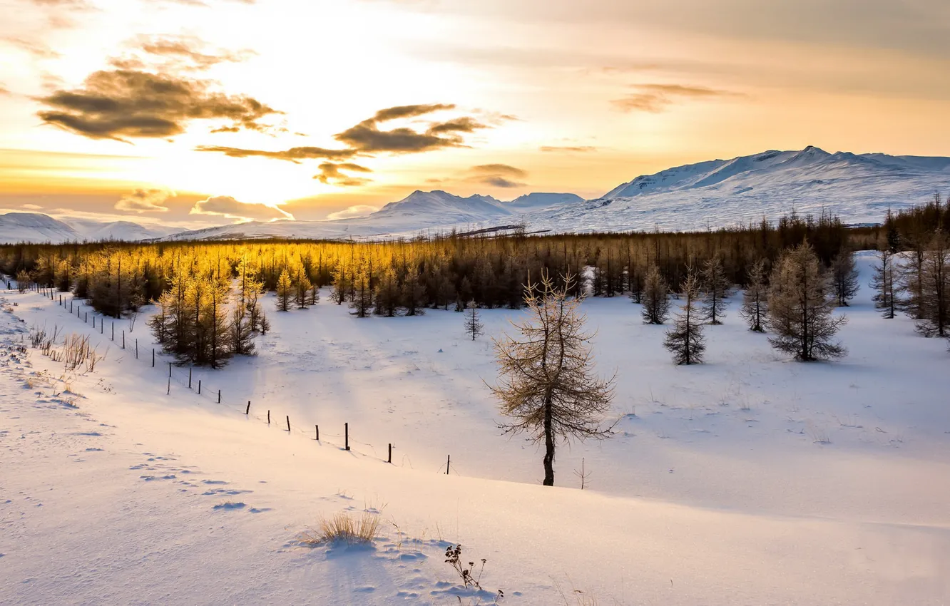 Photo wallpaper light, snow, trees, morning