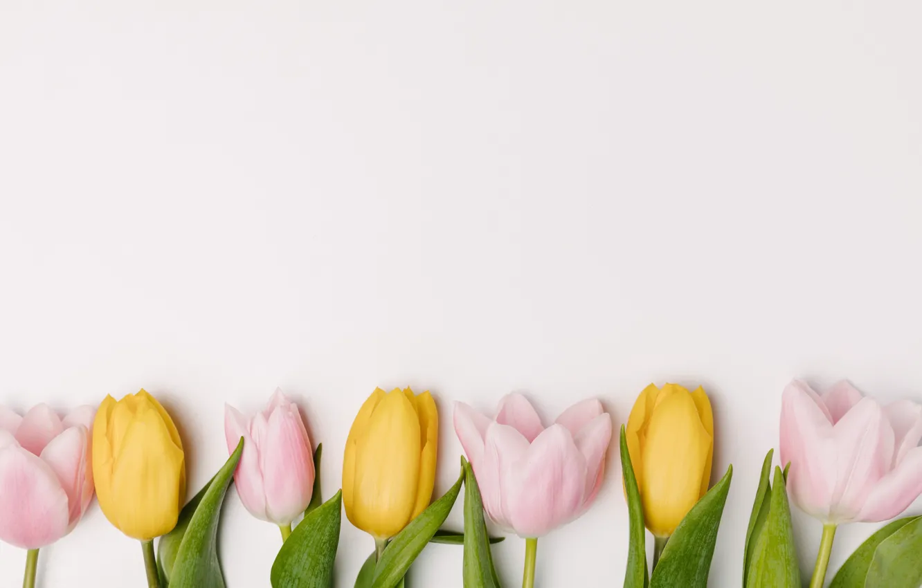 Photo wallpaper flowers, yellow, spring, tulips, pink, fresh, yellow, pink