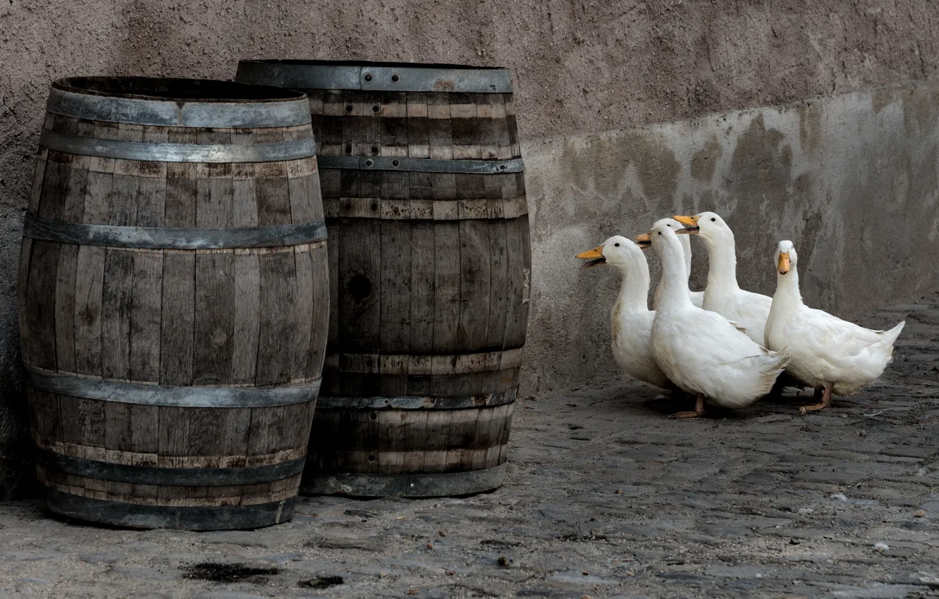 Photo wallpaper background, yard, geese