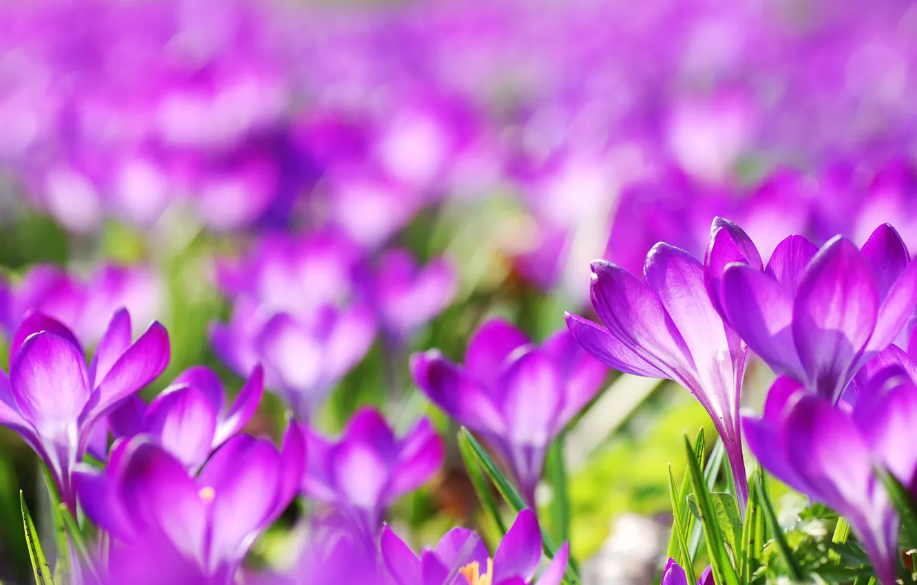 Photo wallpaper flowers, spring, blur, crocuses, lilac