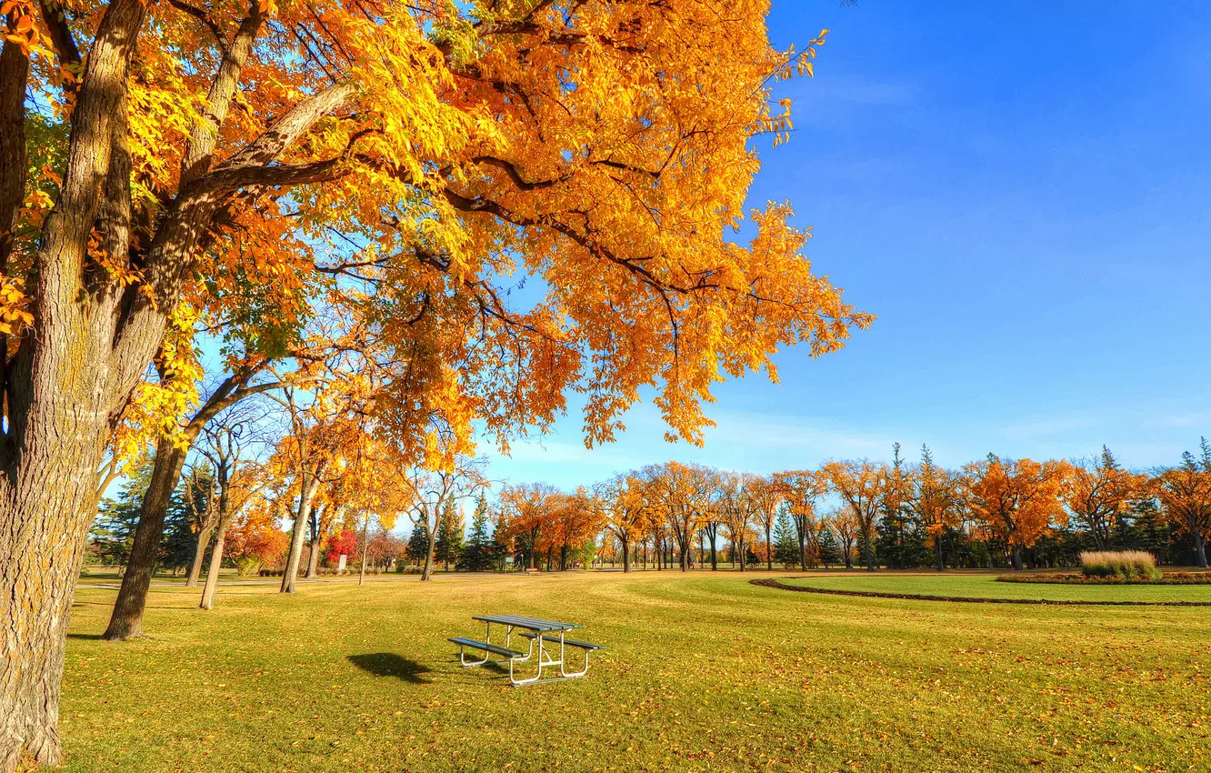 Photo wallpaper autumn, the sky, grass, trees, Park, table, bench