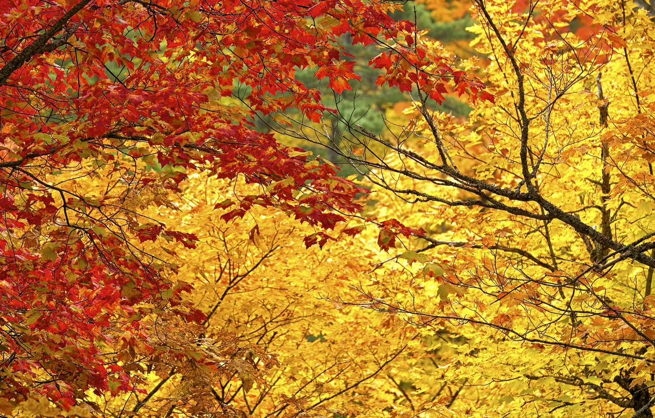 Photo wallpaper autumn, leaves, trees, branches, the crimson