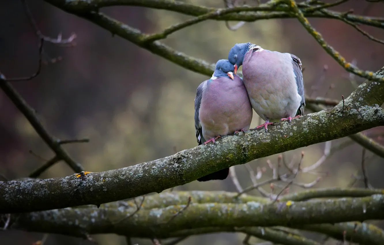 Photo wallpaper trees, love, branches, nature, pose, the dark background, bird, two