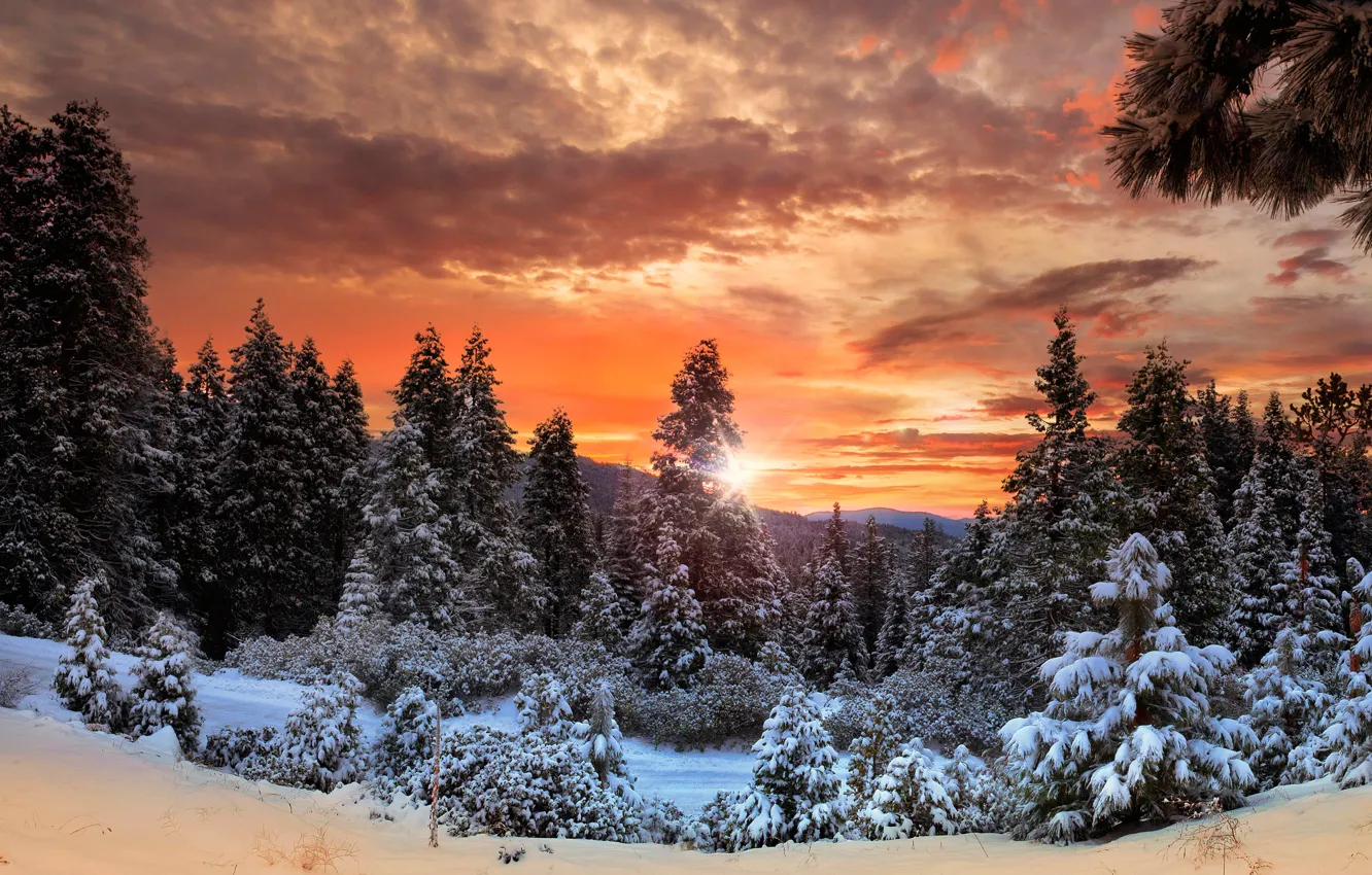 Photo wallpaper winter, forest, the sky, clouds, snow, trees, mountains, Canada