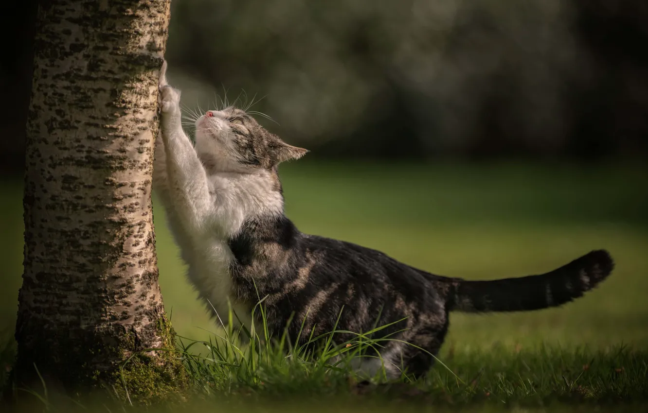 Photo wallpaper cat, grass, cat, tree, trunk, bokeh, cat, scratching post