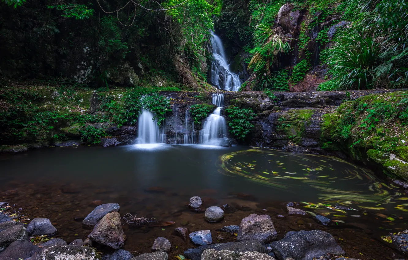 Photo wallpaper forest, river, waterfall, Australia, Lamington National Park, Elabana Falls