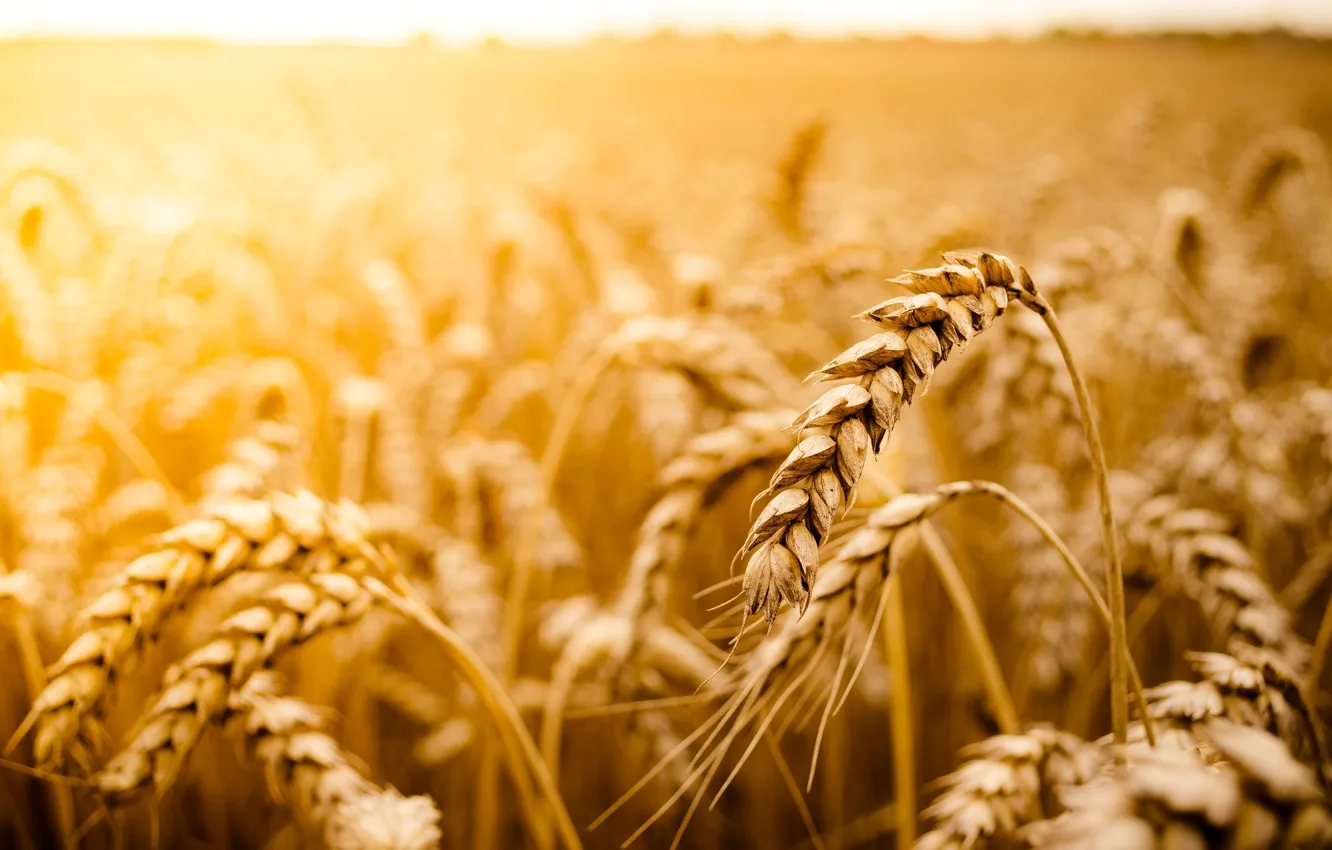 Photo wallpaper wheat, field, the sun, macro, background, widescreen, Wallpaper, rye