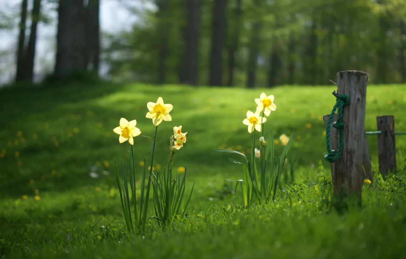 Photo wallpaper forest, summer, grass, glade, daffodils