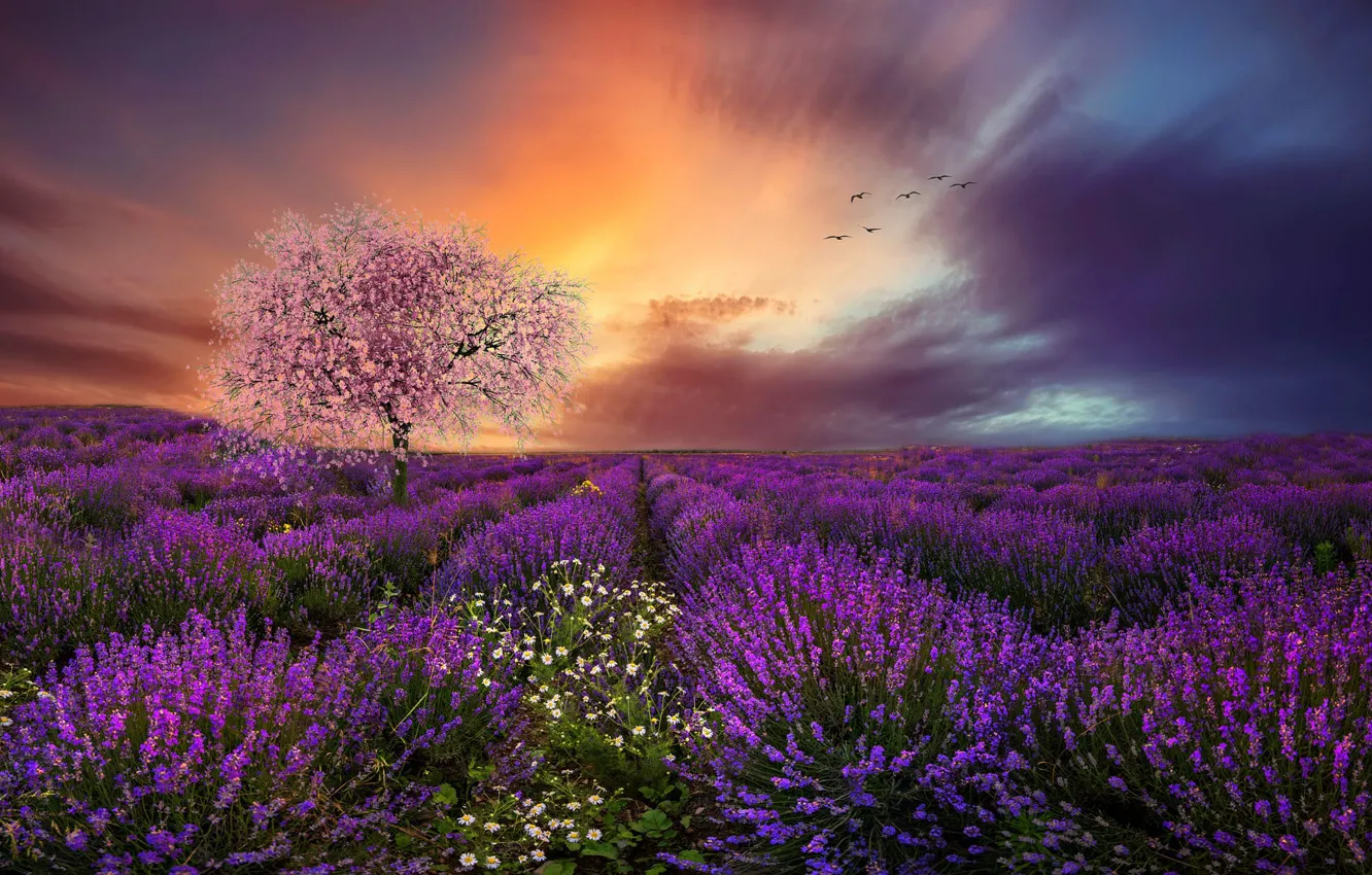 Photo wallpaper TREE, HORIZON, The SKY, FIELD, CLOUDS, FLOWERS, RAYS, PACK