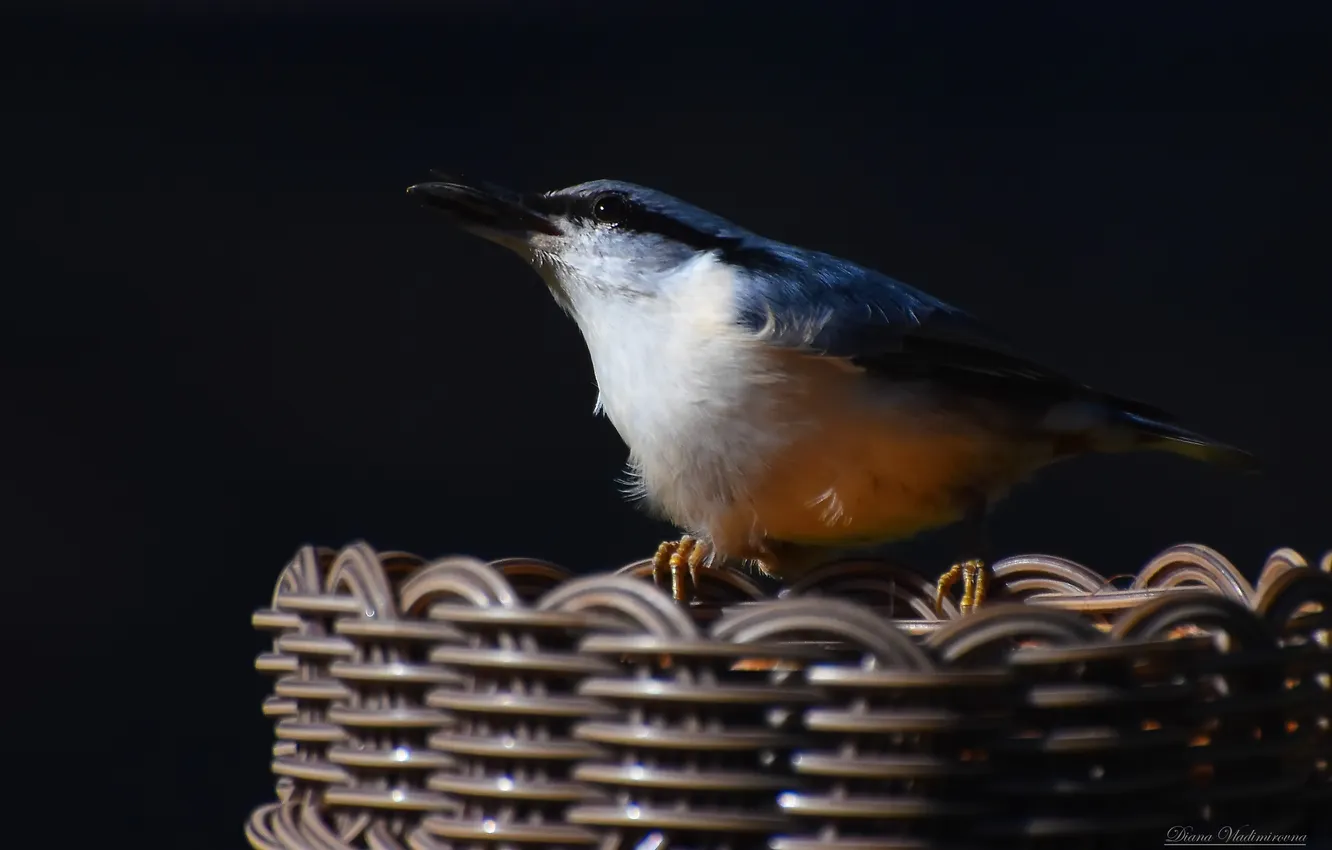 Photo wallpaper nature, bird, nuthatch, photohunt