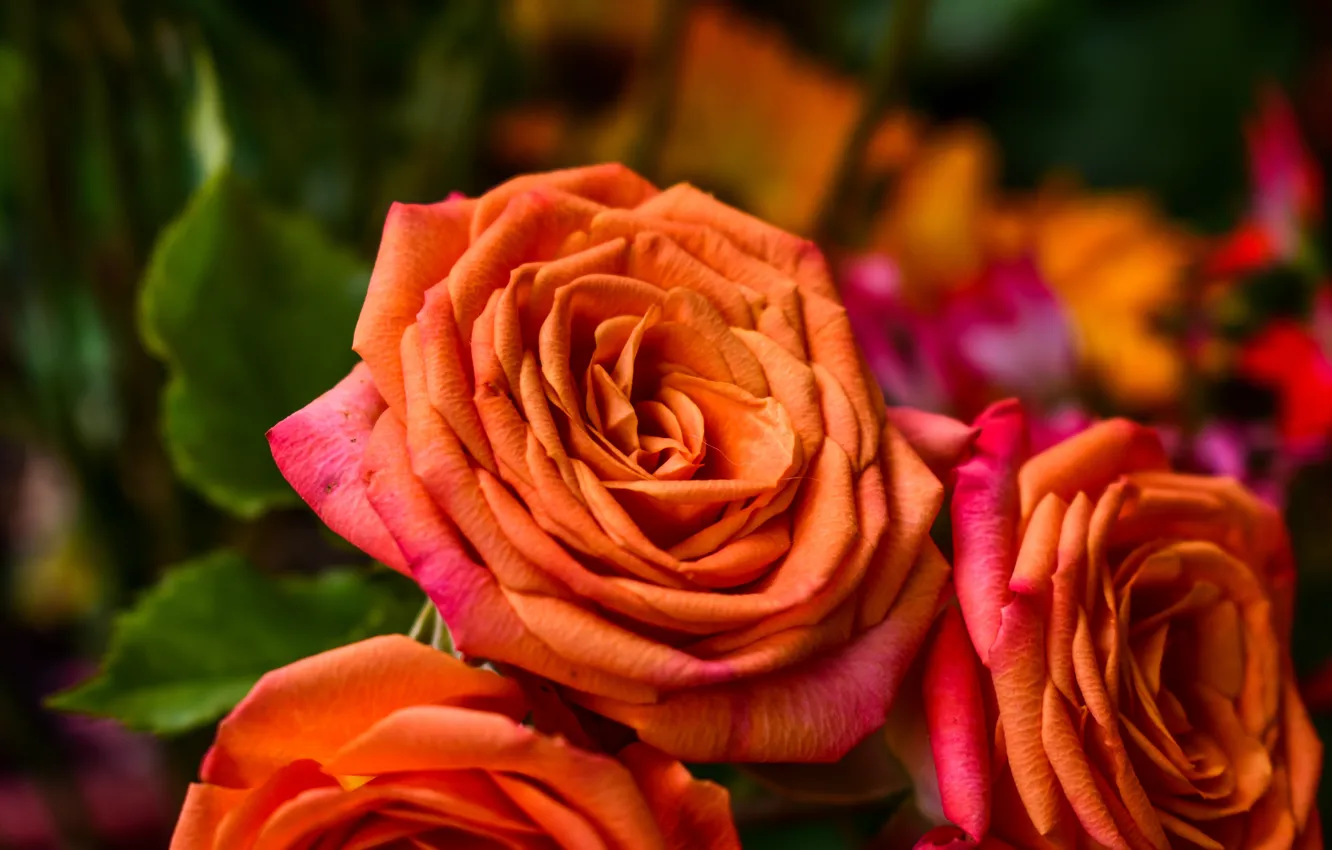 Photo wallpaper orange, roses, bouquet, petals, buds