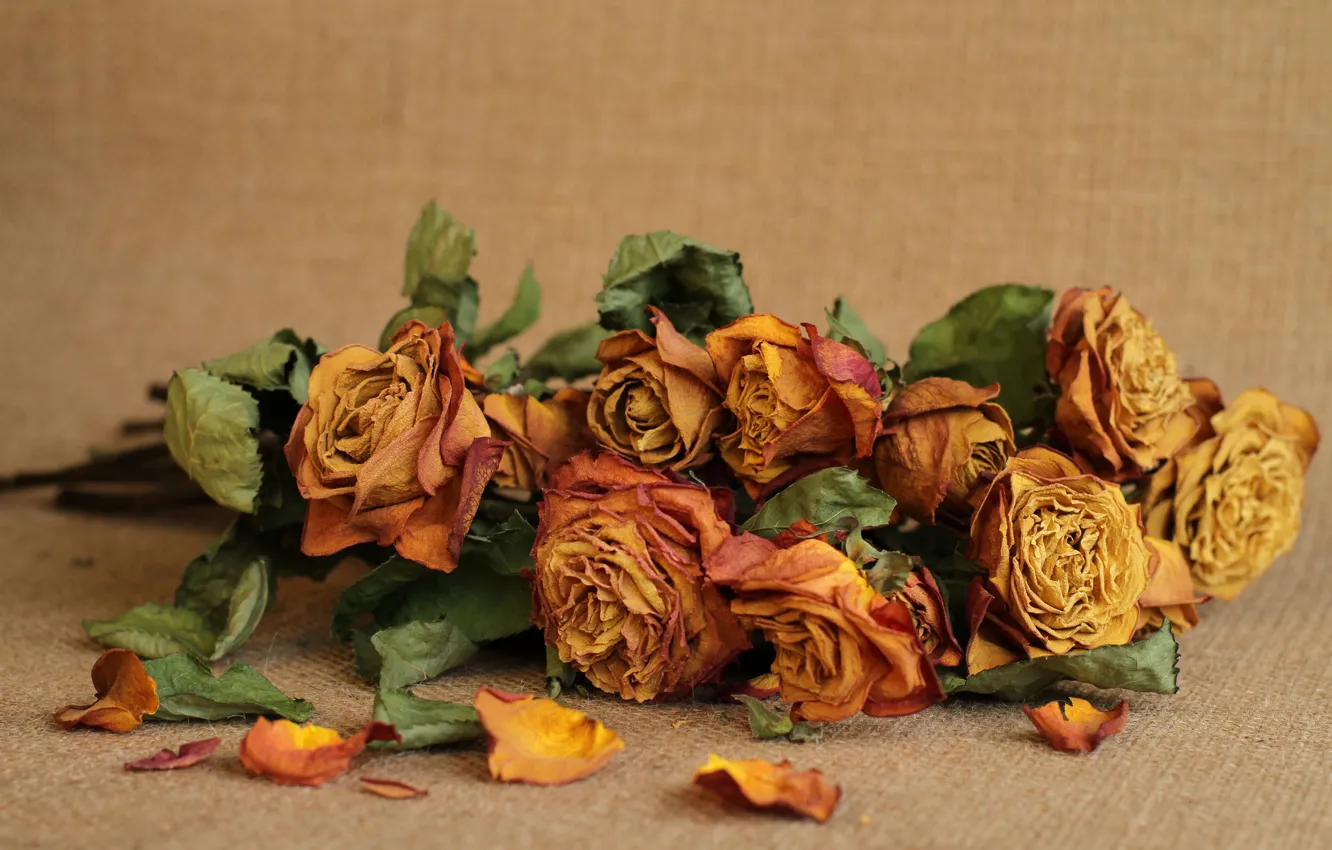 Photo wallpaper flowers, background, roses, buds