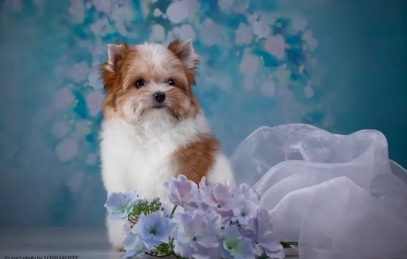 Photo wallpaper flowers, background, animal, puppy, fabric