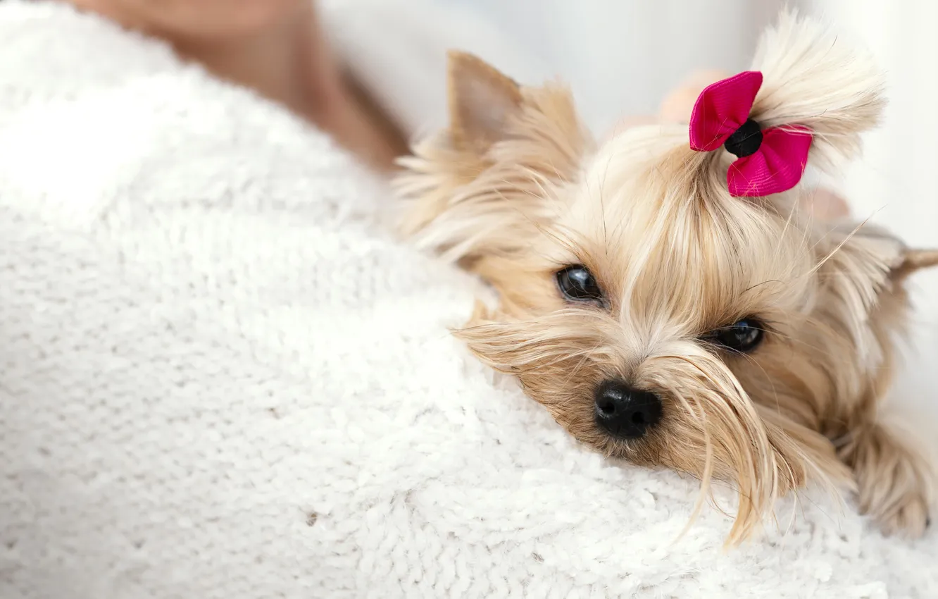 Photo wallpaper look, pose, pink, dog, hairstyle, puppy, lies, white