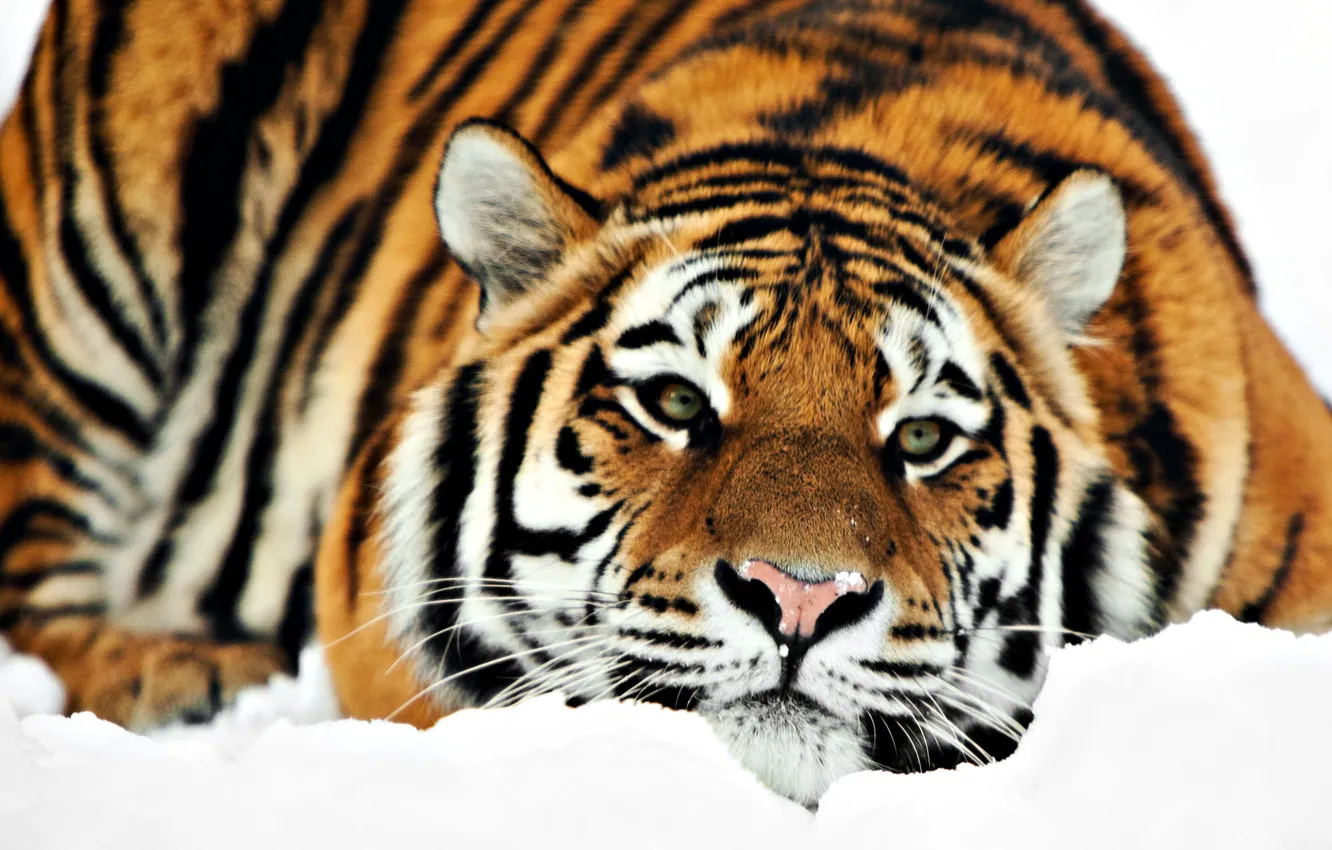 Photo wallpaper winter, snow, Tiger, lies