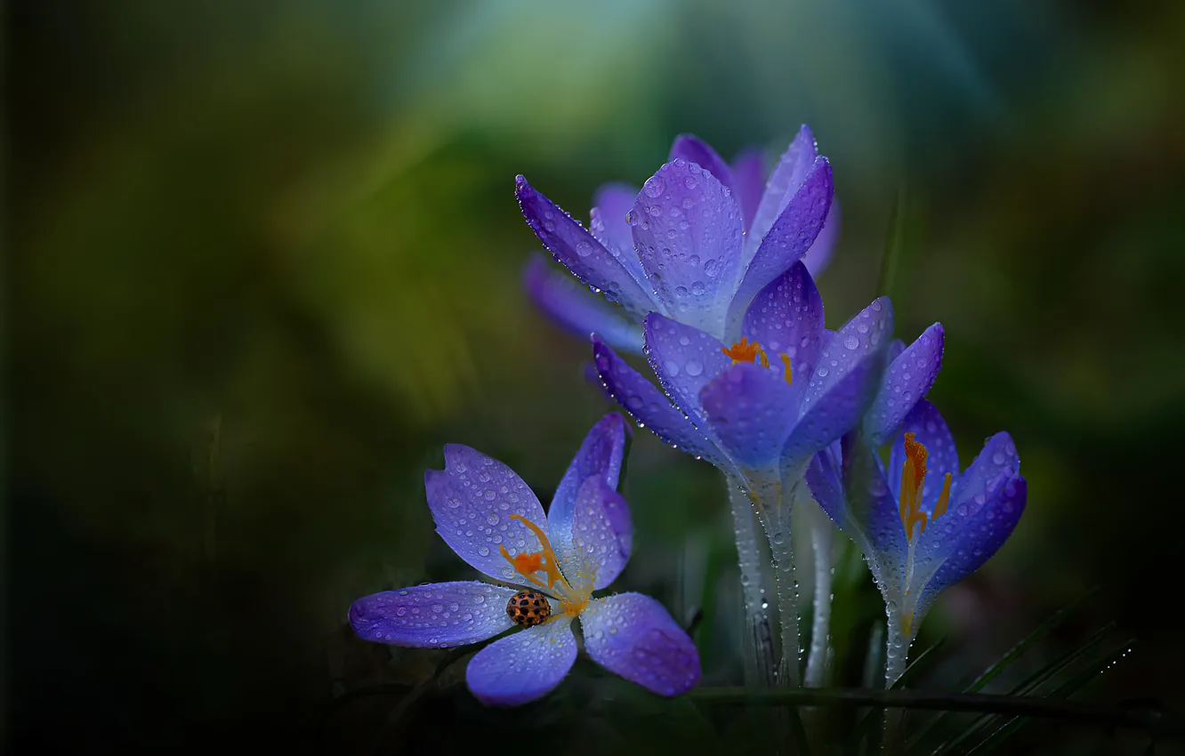 Photo wallpaper flowers, spring, crocuses, lilac