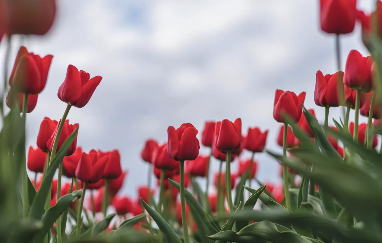 Photo wallpaper flowers, spring, tulips
