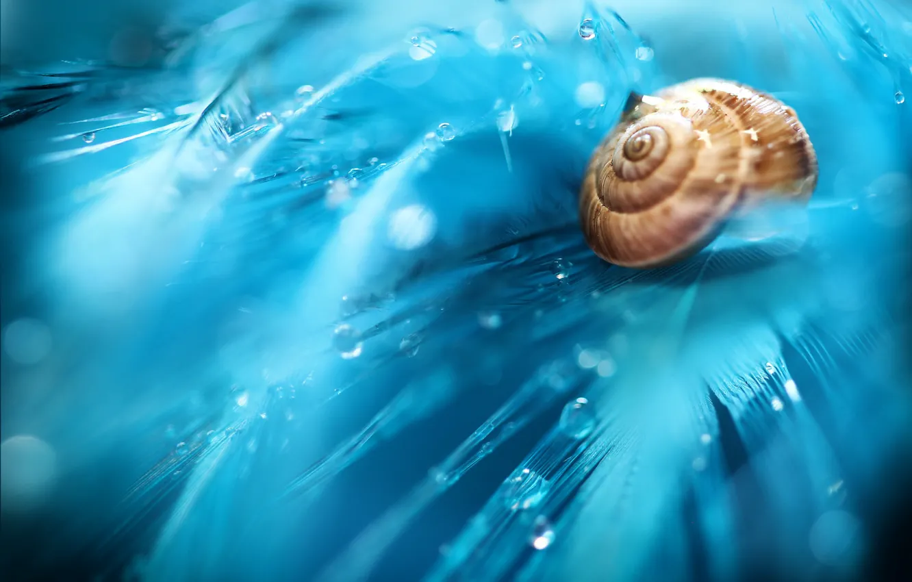 Photo wallpaper macro, color, snail