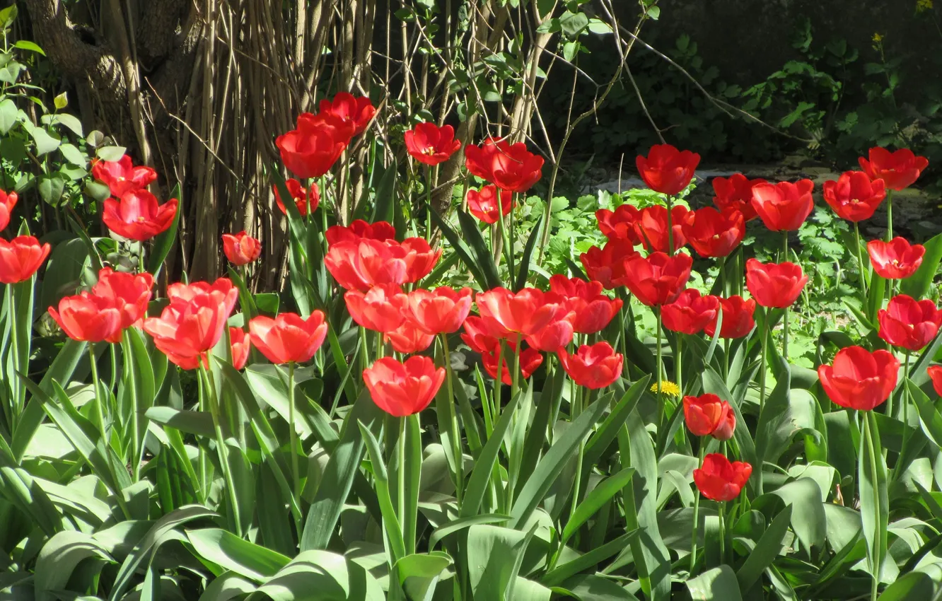 Photo wallpaper tulips, flowerbed, April, spring 2018, Meduzanol ©