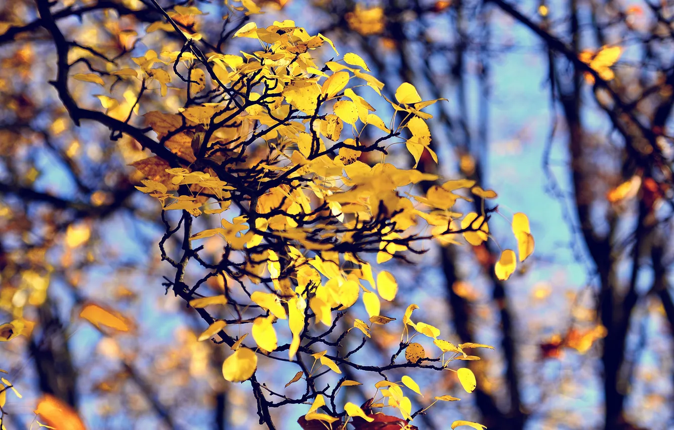 Photo wallpaper autumn, foliage, bokeh, branch