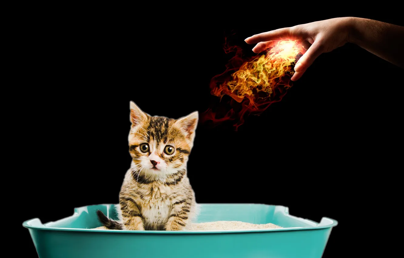 Photo wallpaper fireball, cat, hand