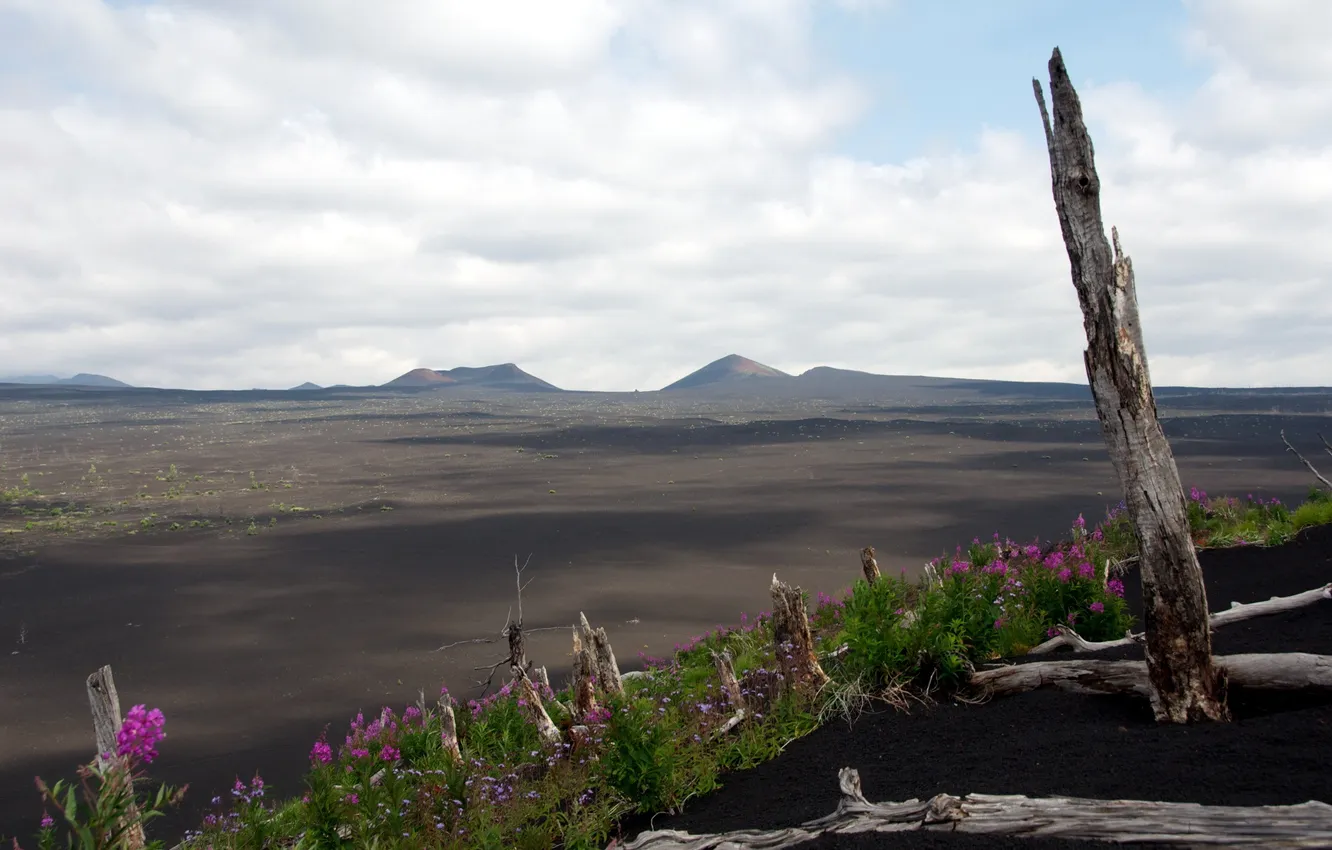 Photo wallpaper landscape, flowers, desert