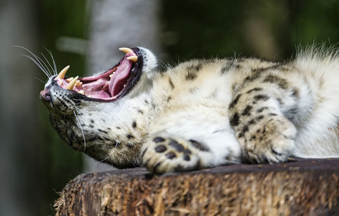 Photo wallpaper cat, mouth, fangs, IRBIS, snow leopard, yawns, ©Tambako The Jaguar