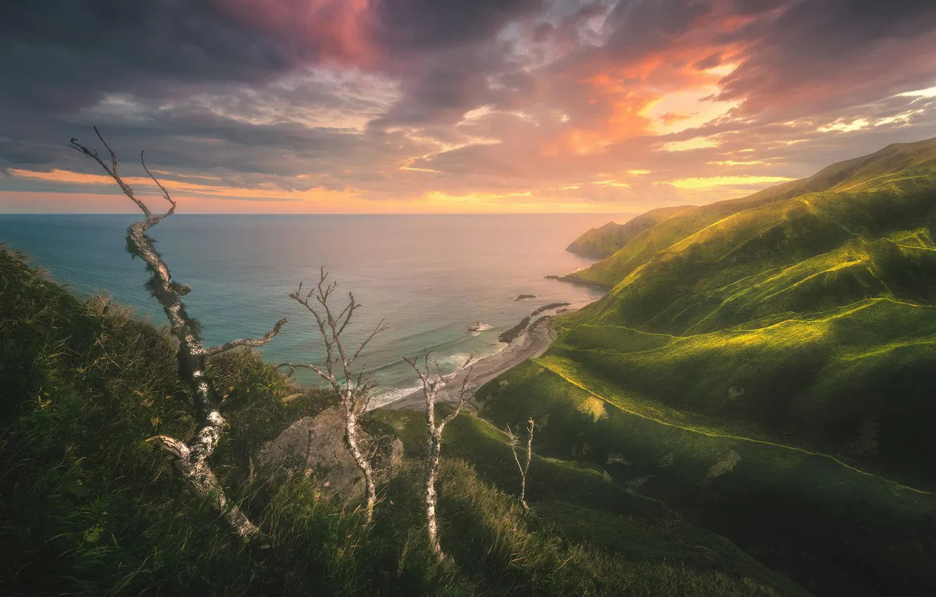 Photo wallpaper greens, clouds, trees, fog, dawn, shore, morning, slope