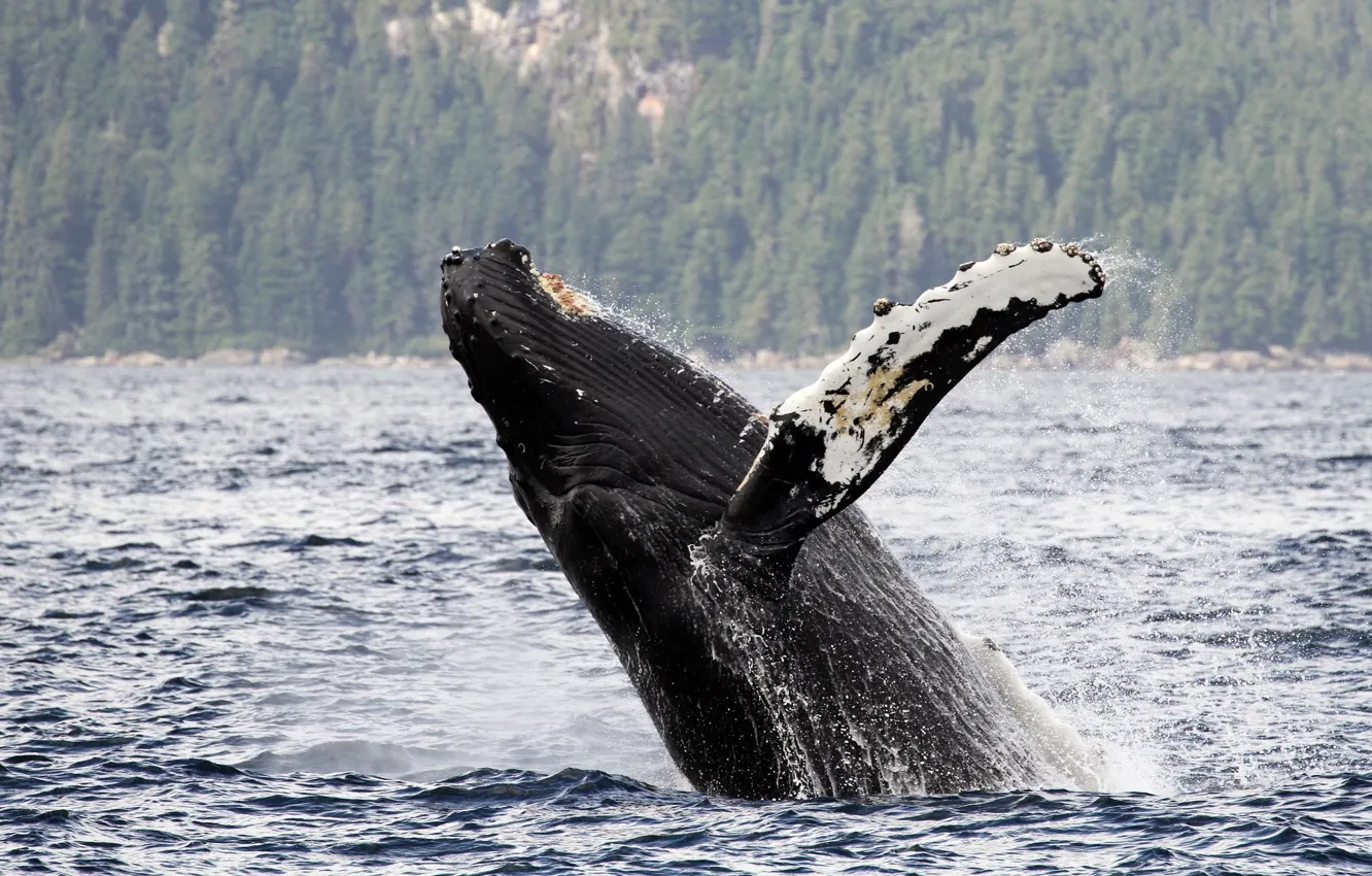 Photo wallpaper water, Alaska, Alaska, long-armed whale, Gorbach, humpback whale, Chatham Strait, Chatham Strait
