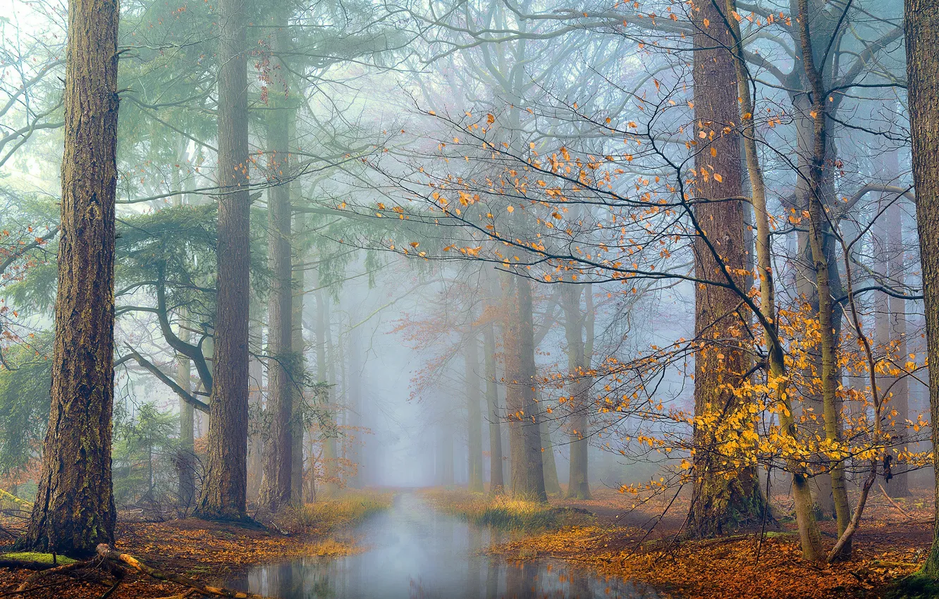 Photo wallpaper autumn, forest, trees, branches, fog, pond, foliage, morning