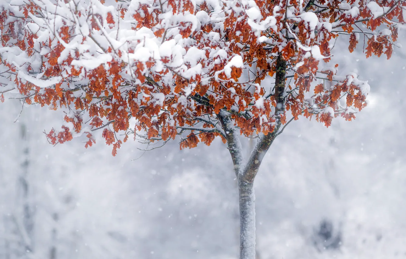 Photo wallpaper winter, snow, nature, fog, tree