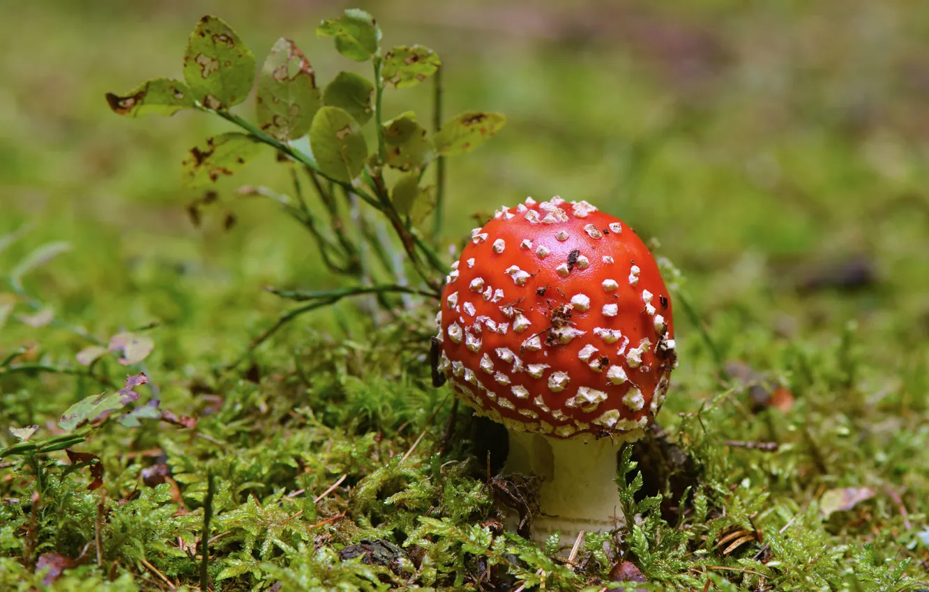 Photo wallpaper mushrooms, mushroom, bokeh