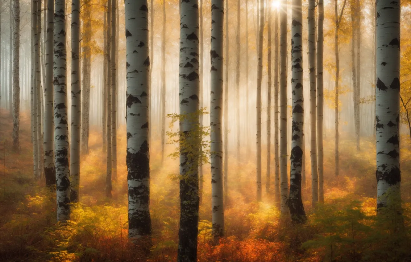 Photo wallpaper autumn, forest, the sun, rays, light, trees, branches, nature
