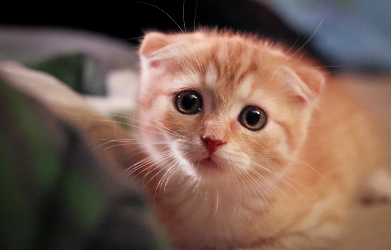 Photo wallpaper cat, look, pose, portrait, fold, kitty, face, other