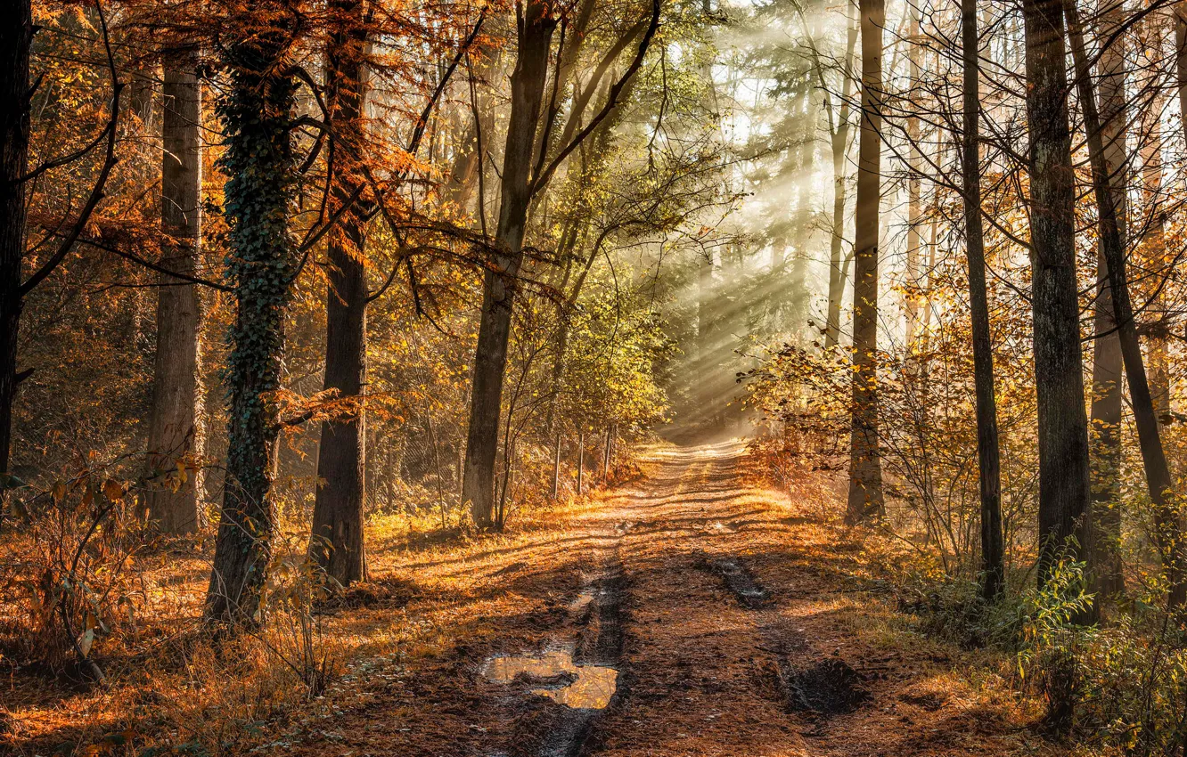 Photo wallpaper road, autumn, forest, track