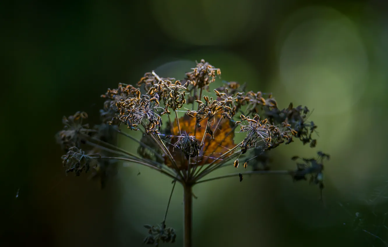 Photo wallpaper nature, autumn, macro, bokeh